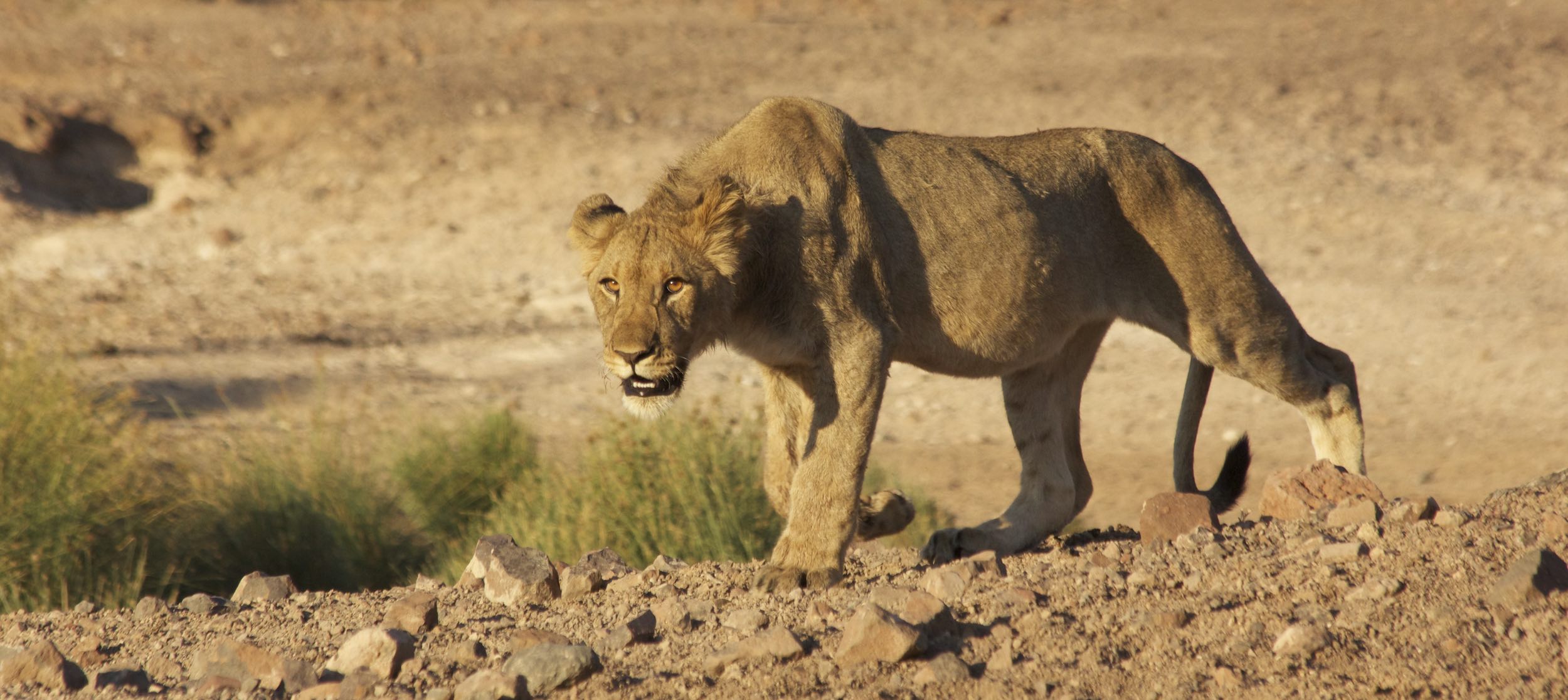 A lone lion stalks through the Namibian desert.