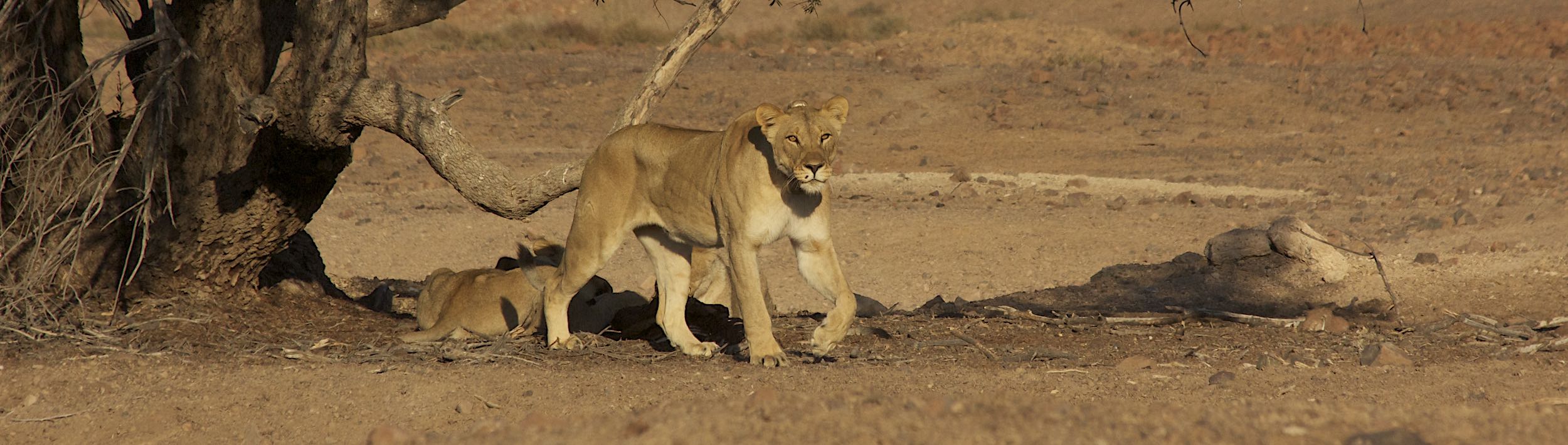 A lioness gets up after a nap under a tree.